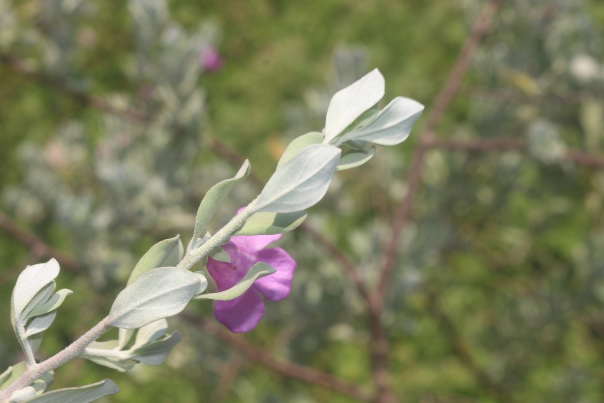 Leucophyllum frutescens (Berland.) I.M.Johnst.